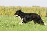 BORDER COLLIE 1408